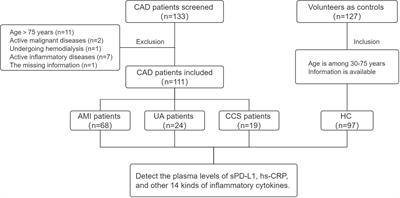 Soluble programmed cell death-ligand 1 as a new potential biomarker associated with acute coronary syndrome
